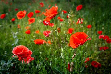 Pola maków na łące