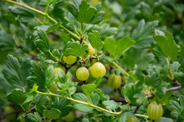 Ripe gooseberries hang amidst vibrant green leaves in a summer garden, showcasing their round, plump form and healthy growth
