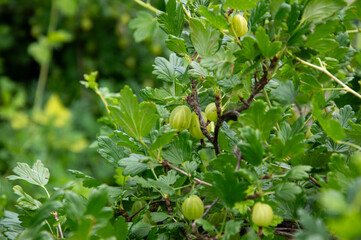 A vibrant gooseberry bush displays clusters of unripe green fruits among lush green leaves in a...