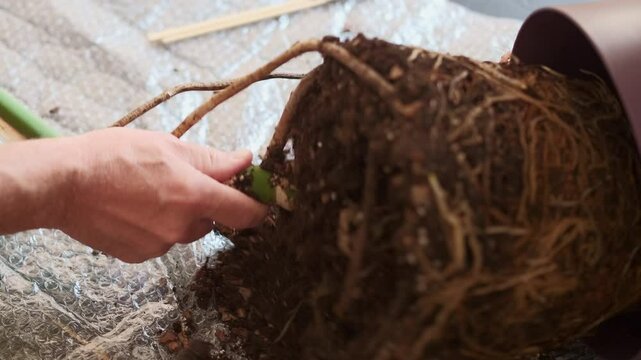 indoor gardener carefully pulls monstera out of pot preserving roots, close-up of plant root system, houseplant care and repotting concept and repotting tropical monstera