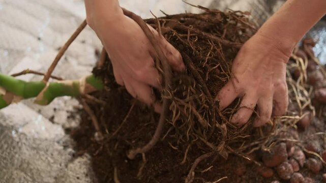 Female hands carefully straightening the roots of a monstera, removing old soil from the roots and checking integrity of root system, close-up of a monstera, preparing for repotting houseplants
