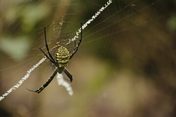 Spider on web