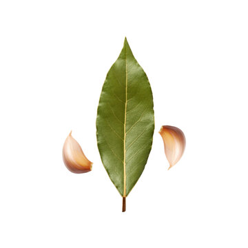 Bay leaf with fresh sliced garlic on transparent background