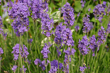 plan de lavande en fleur