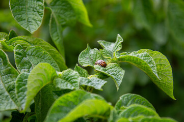 A potato beetle is seen munching on vibrant green potato leaves in a garden. The sunlight...
