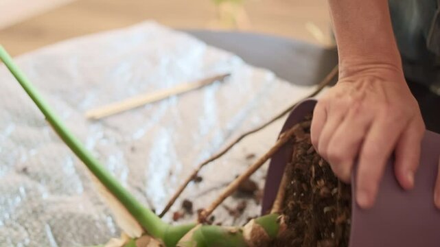 Repotting houseplants, woman gently tilts monstera pot on its side loosening the root ball to gently pull the plant's roots out of the pot, close-up of monstera pot