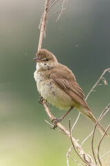 枯れた細い枝とオオヨシキリ