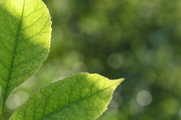 Ash leaf. Green leaves of the ash tree close up.