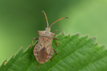 Adult brown marmorated Halyomorpha halys stink bug.
