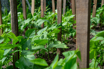 Vibrant green bean plants thrive in rows supported by wooden stakes, showcasing healthy growth in a...