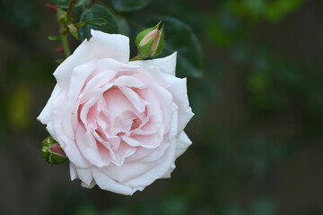 A pink rose blooms against the background of its leaves.