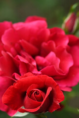 Vibrant red rose in full bloom, showcasing its layered petals and rich color against a backdrop of lush green leaves.