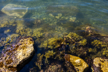 Clear coastal water with submerged algae and colorful rocks. Marine textures, biodiversity, and natural coastal ecosystem