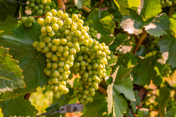 Grapes
