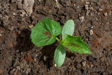 vegetable garden with young cucumbers