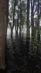 morning in the forest