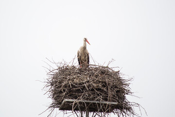 stork in the nest © Galina