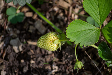 Green strawberries ripen in the garden in summer