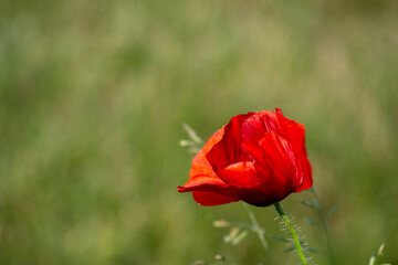 Obraz premium red poppy in a field