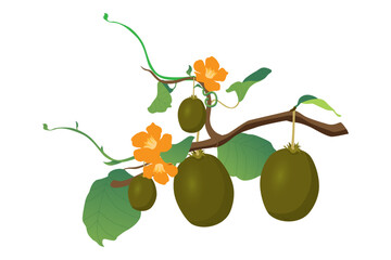 Kiwi Fruit Icon with tree editable Vector illustration. 