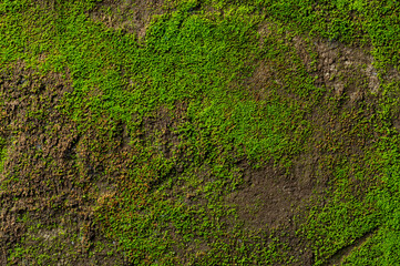 Mold green natural background