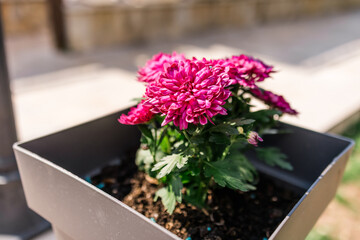 Pink chrysanthemum in modern flower pot. Floral decoration, outdoor gardening, and vibrant seasonal color for patio landscaping.