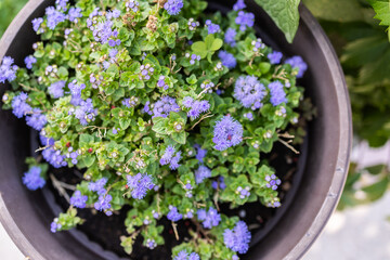 Potted ageratum plant with purple blooms. Urban gardening, seasonal flowers, and decorative outdoor landscaping.