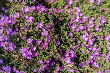 Obraz premium Dense carpet of purple ice plant blossoms in full bloom. Ground cover flowers, summer floral texture, and Mediterranean landscape vegetation. Copy space