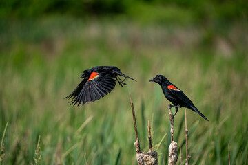 red winged blackbird