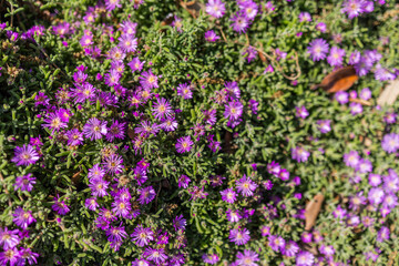Dense carpet of purple ice plant blossoms in full bloom. Ground cover flowers, summer floral texture, and Mediterranean landscape vegetation. Copy space