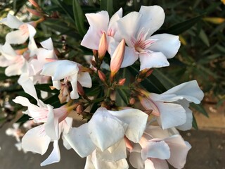 Creamy pinkish Laurel Blossom. Laurel Flower isolated in Bloom. Laurel Flower Closeup. Creamy...