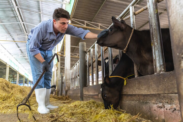Handsome Caucasian cowboy working in bio cattle farming