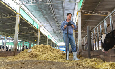 Handsome Caucasian cowboy working in bio cattle farming preparing hay to feed cows in cowshed