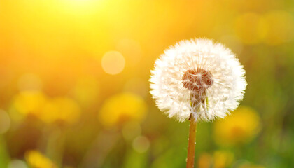 Fototapeta premium A close-up of a dandelion puff against a sunlit background, surrounded by soft bokeh and hints of yellow flowers, creating a serene and vibrant atmosphere