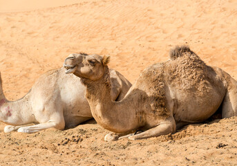 Middle Eastern Camels resting on the sands of the Wahiba Desert in Oman.