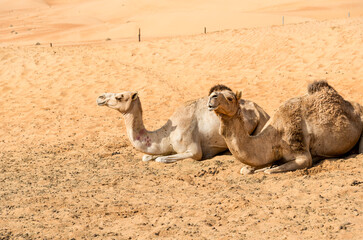 Two Middle Eastern camels resting on the sands of the Wahiba Desert in Oman.