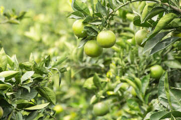 lemon tree with fruits