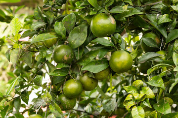 lemon tree with fruits