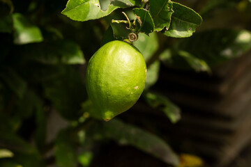 lemon on tree