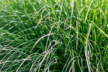 green grass background