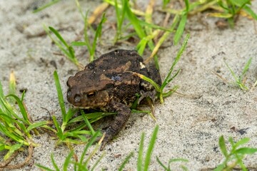 Fototapeta premium Common toad crawling on sand near green grass