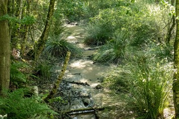 Small stream flowing through lush green vegetation in the forest