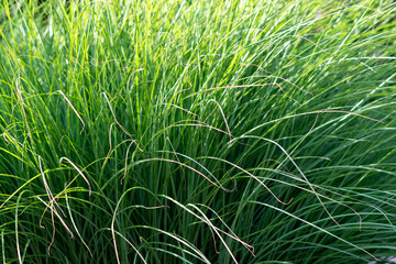 green grass background