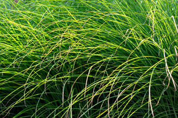 green grass background