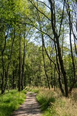 Hiking trail winding through lush green forest in spring