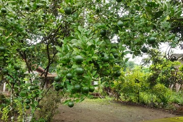Orange tree with young fruit on branches.