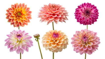 Fresh Dahlia Blooms Isolated on White Background