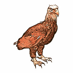 eagle on a white background