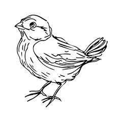 Obraz premium small songbird standing in profile, hand drawn vector sketch on white background, woodland animal concept, nursery decor and spring design