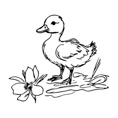 Fototapeta premium duckling in puddle with flower, hand drawn vector ink sketch in whimsical spring scene, coquette animal character, concept of children books, baby room wall art, easter decor